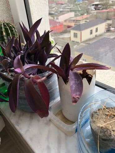 tebii gül şekilleri: Otaq bitkileri — 5