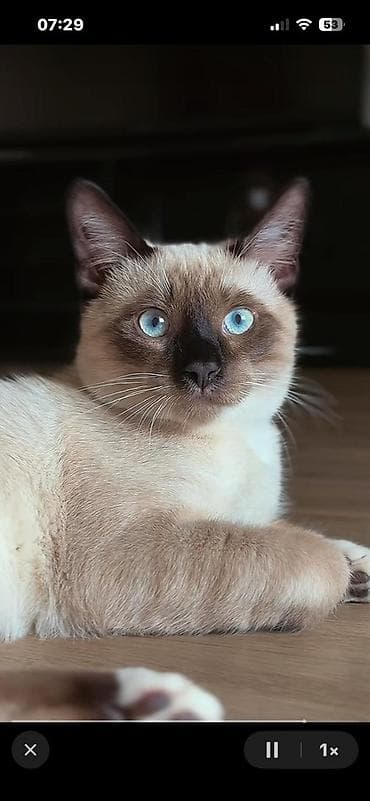 it adlari disi: Şotland yastı qulaq — 5