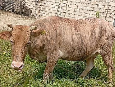 Ətlik Maldi Real acılı Narahat etsin Boşuna Narahat eleme