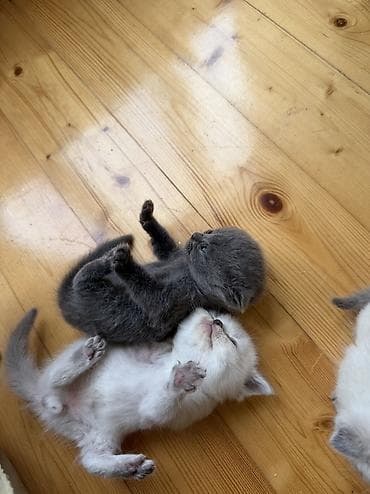 golden retriever satisi: Şotland yastı qulaq, Yaxşı əllərə — 10