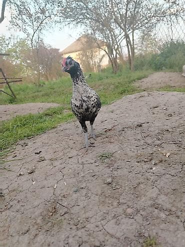 ev heyvanları adları: Toyuq, Yumurtalıq — 3