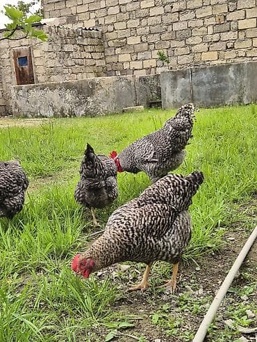 simmental cinsi: Курица, Для разведения — 3