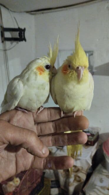 goyercin yuvasi: Məhsul: Nimfa (Cockatiel) tutuquşuları – ağ-sarı rəngli, yanaqlarda — 7