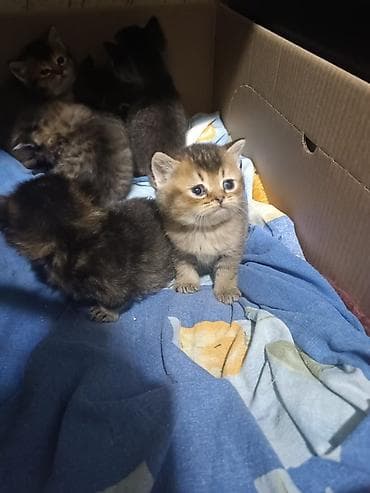 pişik şotlan: Yaxşı əllərə — 9