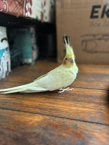 Nymph parrot (kakaducu/korella) – sarı lutinо rəng Məhsul təsviri: - lalafo.az -da Nymph parrot (kakaducu/korella) – sarı lutinо rəng Məhsul təsviri: -