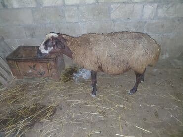 balasına süd vermeyen qoyun: Qoyunlar – yerli ətlik/südlük sürüdən - Növ: yerli qoyun (qəhvəyi — 2