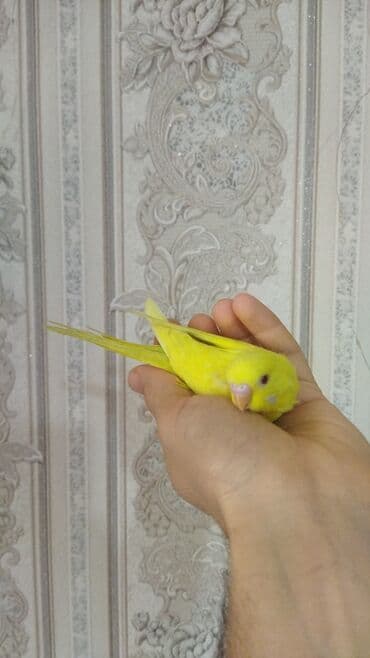 amerika devequsu haqqinda melumat: Sağlam aktiv ve ələ oyreşen erkek balalar. Ünvan Nesimi metrosu — 6