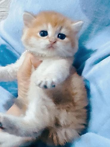 pisik almaq: Zərif və mehriban balaca pişik balası - Rəng: zəncəfil-avtom — 2