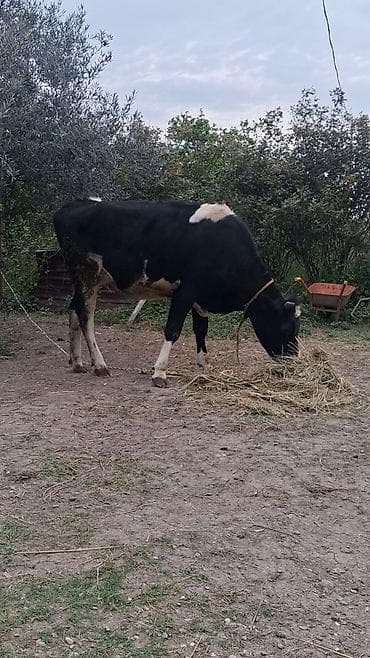 inək adı: 1 ci qarın 5 aylıq boğazdı temiz ivankdır ansı 30 litir süt veri esli — 2