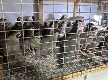 kopek qiymeti: Təcili olaraq 7-8 aylıq iri yumurlaq damazlıq kəkliklər satılır — 5