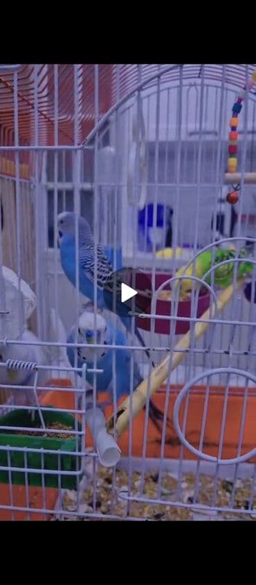 bugda qiymeti: Məhsul: Dalmatin və klassik rənglərdə dalğıç (buğda) dalğalı — 2