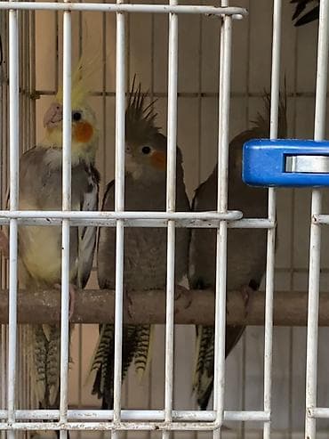 Məhsul: Nimfa papağanları (Cockatiel) sekildeki bala quslar bir