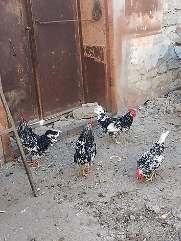 Heyvanlar üçün mallar: Toyuq, Damazlıq, Ödənişli çatdırılma — 4