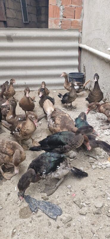 ördək balası satışı: Bismillah.Salam 11 Ədəd Qırmızı Öküz Krasnadar Və 8 Ədəd Zumrudu — 5