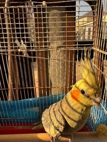 Məhsul: Nimfa papuqayı (cockatiel) və qəfəs dəsti Təsvir: - Növ