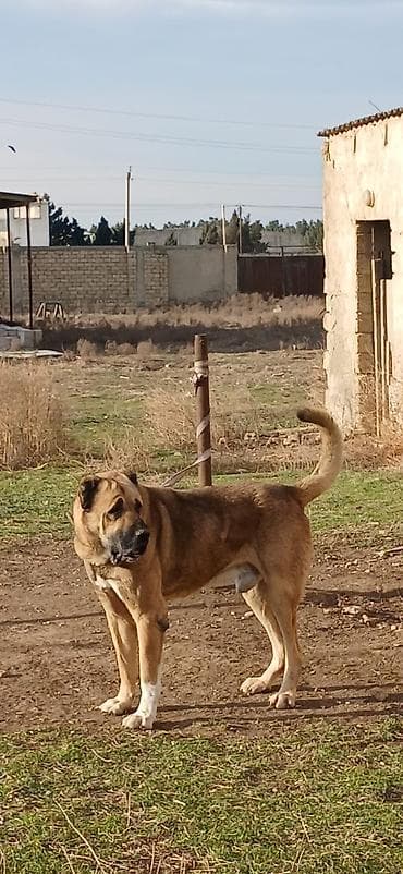 Птицы: Гурдбасар, 3 годa, Самец — 3