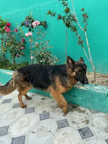 iti qovan: Alman çoban iti, 1 il, Dişi, Peyvəndli — 9