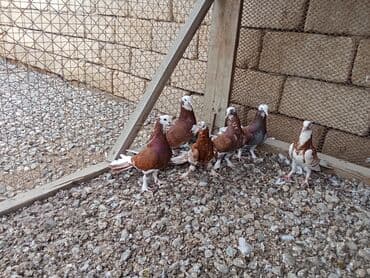 tap az goyercin satisi: Ağ Başlar 6denesi 100 Manat Enli Quyruq 17-18 Tükler — 1