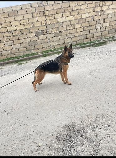 zıvanok it: Alman çoban iti, 11 ay — 2