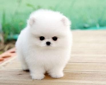 bala it sekilleri: Şpitz, 2 ay, Sənədli — 1