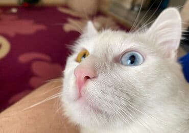 Türk anqora, Yaxşı əllərə