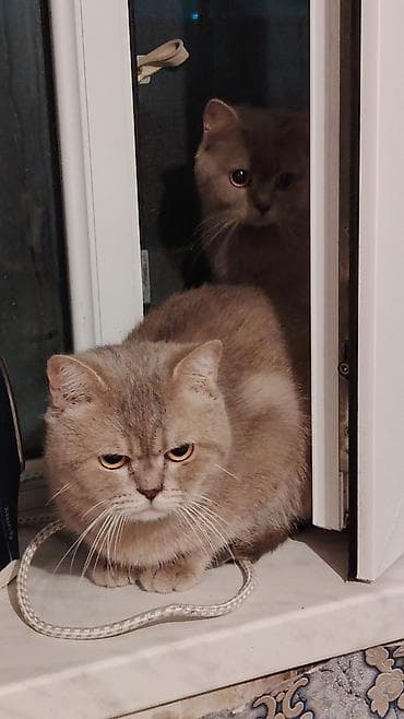 heyvan satisi: Britan, Erkək, Dişi, Yaxşı əllərə, Ünvandan götürmə — 4