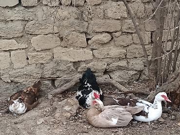 Misk ördəkləri satılır – bir qrup müxtəlif rəngli fərd.Fərələr satılır