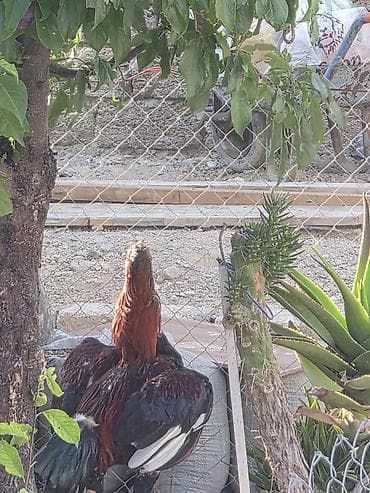 K/t heyvanları və malları: Toyuq, Damazlıq — 7