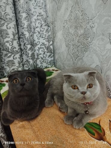 русская голубая кошка баку: Шотландская, Самец, В добрые руки, Самовывоз — 4