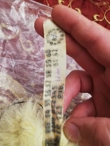 tak ori qadın papaqları: Papaq, xanım üçün. Heç istifadə olunmayıb — 5