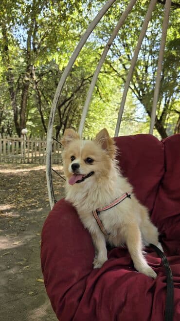 yeke itler: Şpitz, 2 il, Dişi, Peyvəndli, Ünvandan götürmə — 2