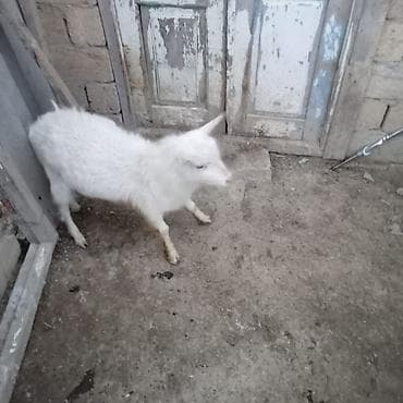 heyvan satisi tap az: Tam sağlam həyət heyvanıdı. 1 yaşı var. Real alıcıya endirim olacaq — 5