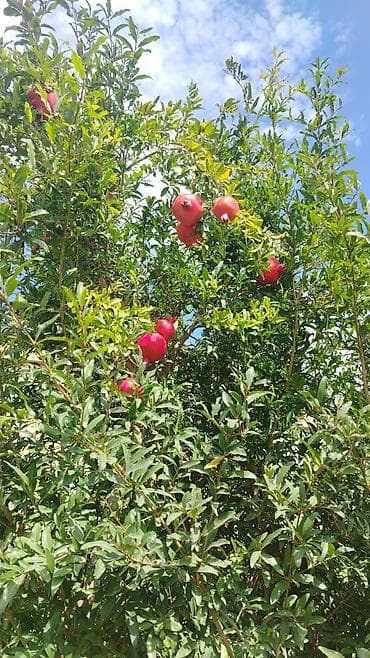 mingecevir emlak.az: 80 kv. m, 3 otaqlı, Kombi, Qaz, İşıq — 5