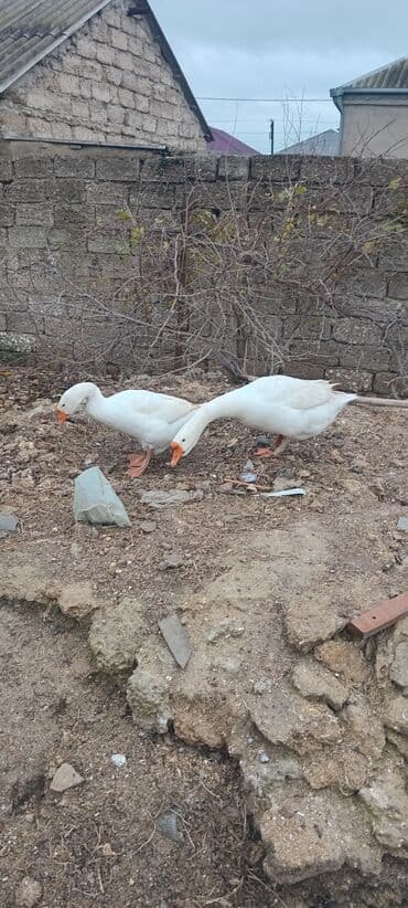 Salam rus cinsi 7 ayliq disi qaz satilir unvan BiNE lalafo.az -da Salam rus cinsi 7 ayliq disi qaz satilir unvan BiNE