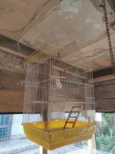 купить клетку для морской свинки: Quş qəfəsləri və aksesuarları qefesler 30-50 Azn Məhsul təsviri: - — 4