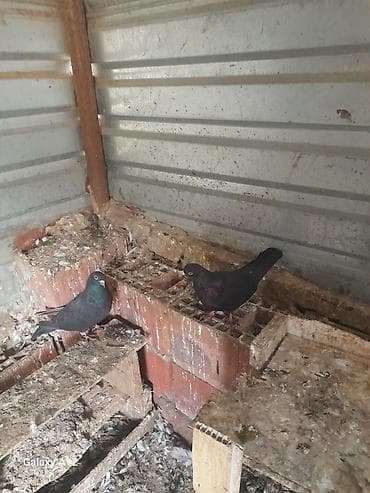 Qara ev göyərçinləri – cüt - Rəng: tünd qara, boyun hissəsində