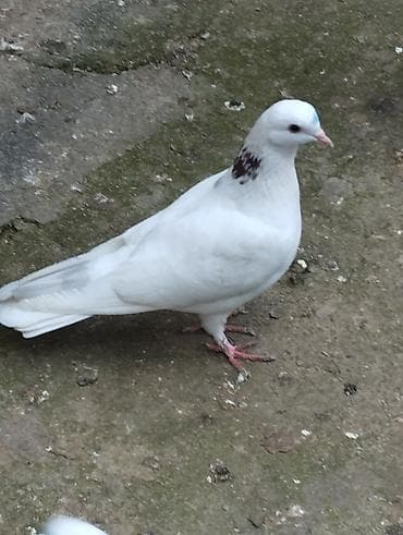 dekorativ quslarin satisi: 10,15,40m satilir riyal alici yiqsin — 5