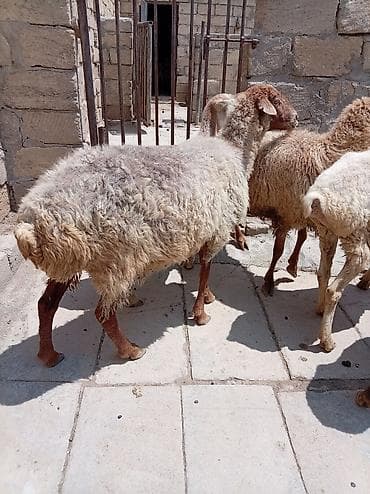 cin bildircin: Ətlik biri boğaz di cavandi — 6