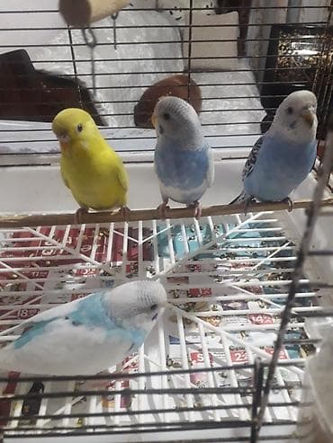 quslar: Quşlar 10azn 
sarı quş 20azn — 5