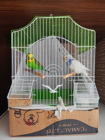 попугай ара цена: 50 manat satılır — 1