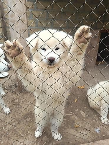 itləe: Akita-inu, 2 ay, Dişi, Ünvandan götürmə — 3