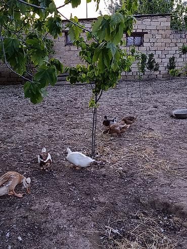 www.toyuq ve cuce yem qablari: Əlaqə üçün vatsapa yazın lal yerli Pekin ördəklər. Erkəkli dişili 210 — 7