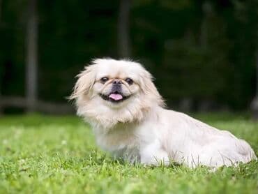 ucuz pitbul: Pekines, 5 il — 2