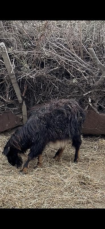 Козы, козлята: Boğaz keçidir xırda yelin vurub yaşlı keçidir dişlerin atıb ama arpa — 6