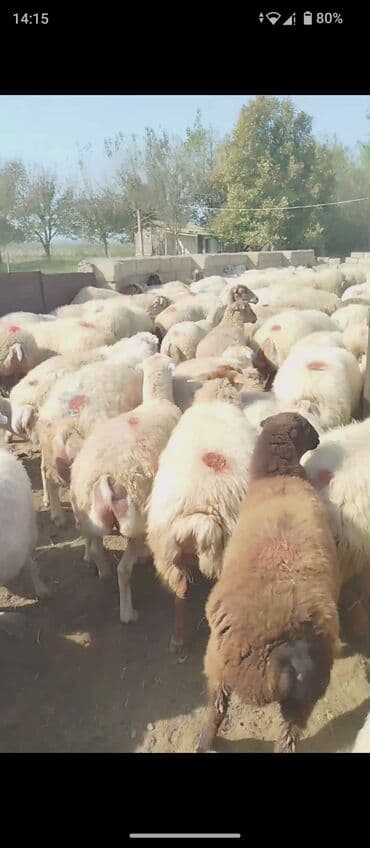 bakida cins ineklerin satisi: 1 Noyabr 390 baş Damazdiq Boğaz Şişəklər Təcili Satılır kimə nə qədər — 1