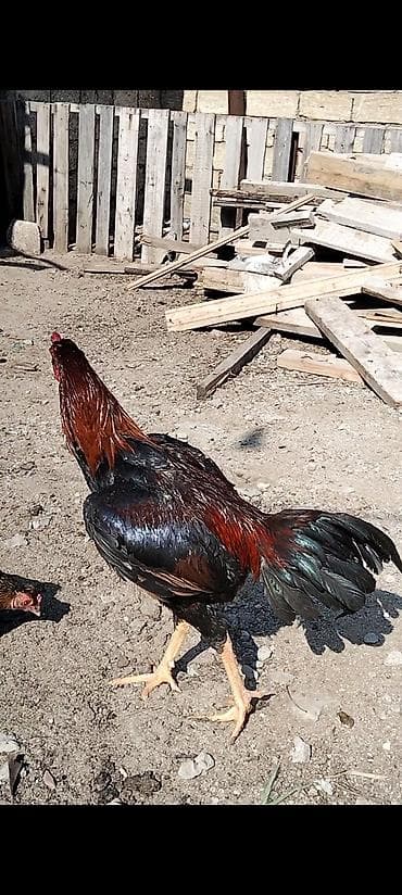 kanqal satilir: Salam temiz qan türk cinsi heyratı xoruzları iki xoruzada satılır eyni — 4