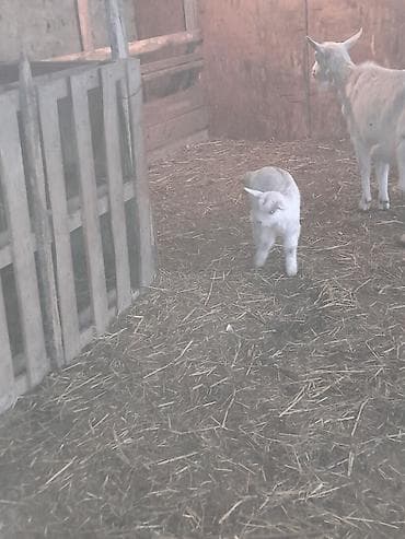 keçi satan: Ağ rəngli keçi ailəsi – ana keçi və iki balası - Cins: yerli südlük — 2