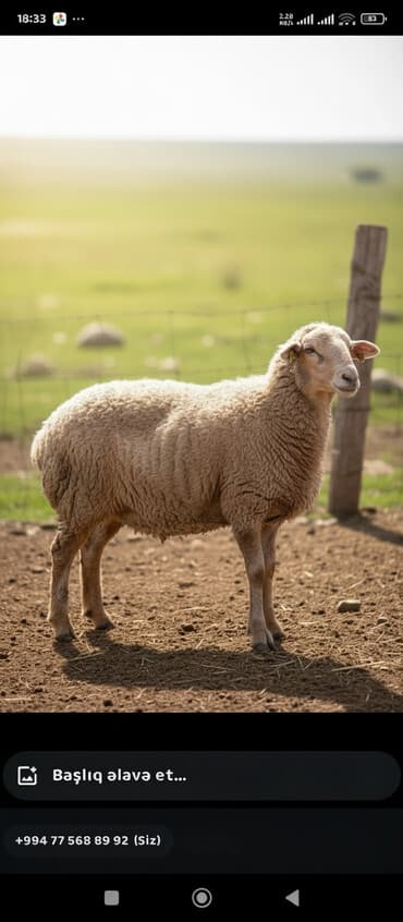 yetim quzular: 2 ədəd 5 aylıq quzulardı,süddən təzə kəsilib buynuzu olmayanın diri — 1