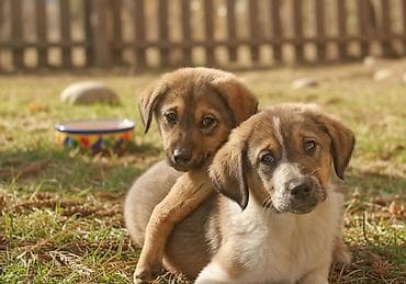 щенки в хорошие руки: 2 месяца, Самец — 1