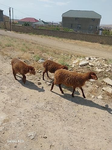 bakida it satislari: Quzular🤎 satılır 2 dişi 1 erkək 3 birlikdə 550 azn satılır 🫠 - — 2